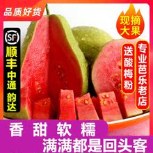 【甘泉林】台灣品種軟番石榴紅心芭樂水果白心肉新鮮當季3/5斤