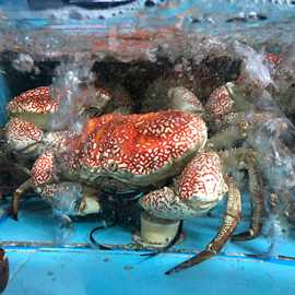 生冻皇帝蟹鲜活澳洲螃蟹海鲜水产超特大椰子蟹帝王蟹酒楼食材商用