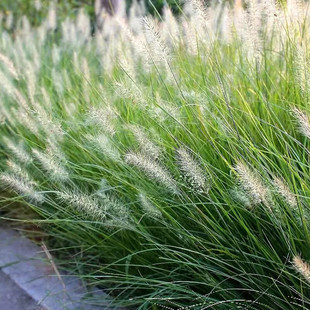 ��β�ݷN���ļ��_���׷N����҃��̨���ԾGֲͥԺ�^�p���ܷN��