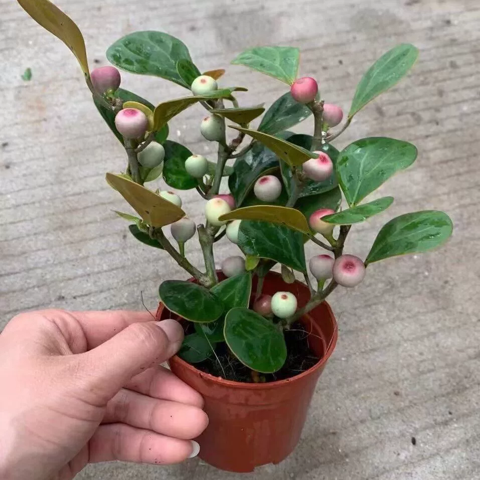 Xiaopan Бодхи Дерево удачи Дерево в горшке Комнатное лобовое Красное сандаловое дерево Счастливые ленивые люди Зеленые растения Цветы Вечнозеленый All Seasons