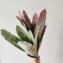 ���滢Ƥ�m��֦�҃��쾰����ʹ��m�����m���W����b���Gֲ