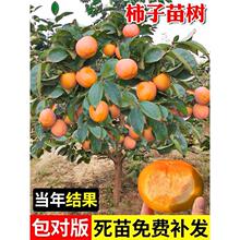 ���Ә���������o�˼޽ӹ����ϱ����Nֲ����ͥԺ�����Ӯ���Y��