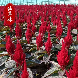 宿根花卉;一二年生花卉;灌木