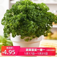 欧芹盆栽 卷叶皱叶摩西小香芹西餐料理食材新鲜四季种植香草苗