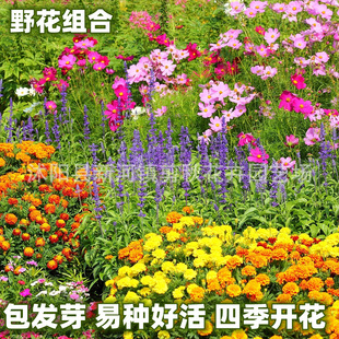 Wild flower combination seed flowering courtyard indoor and outdoor perennial Mulberry flower seed easy to live flower seed seed four seasons planting