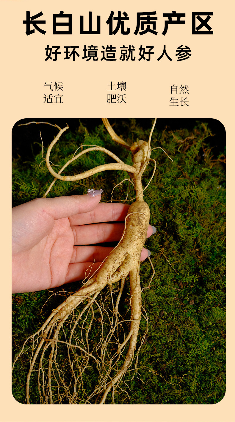 Understory Ginseng Gift Box Changbai Mountain Whole Root for Wine Soaking and Tonic Use key features