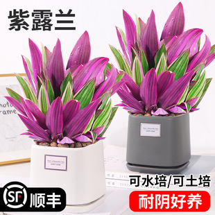 ��¶�m������ɫ���m�ļ����������՚�Gֲˮ�����໨�ܺ��B��ֲ��