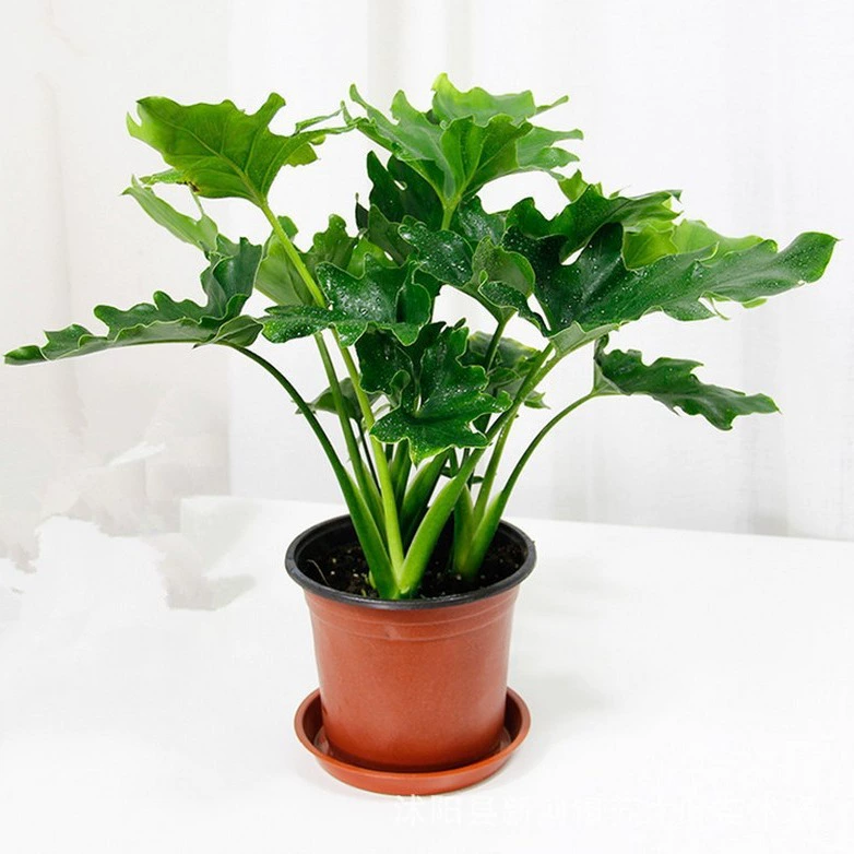 Весеннее перо в горшке оптом Маленькое ангельское растение Листва Крытый Настольный цветок в горшке Весеннее перо Гидропонная культура почвы Чистый воздух