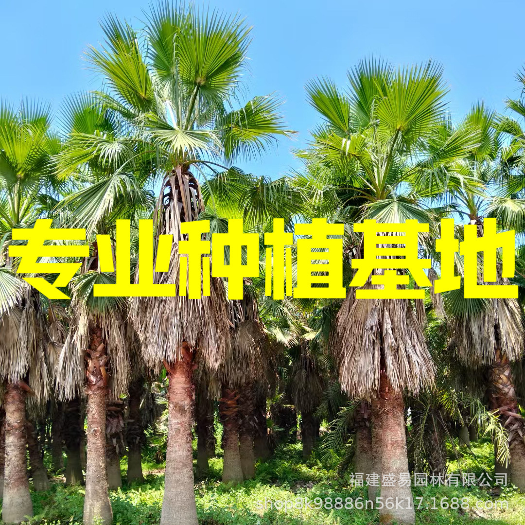 福建弯杆老人葵树 江苏华盛顿棕榈树老人葵华盛顿葵批发 浙江华棕