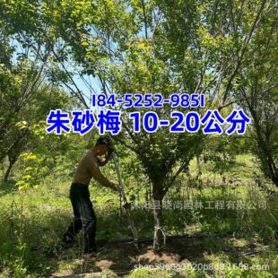 ��ɰ÷����10-20������ɰ÷�a�؞�÷����t���ɰ÷�t÷����
