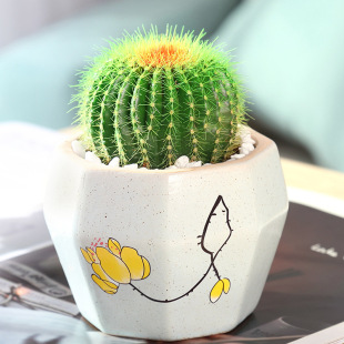 Succulent Plants, Cactus, Cactus, Succulent Combination Potted Plants, Easy-To-Grow Flowers in the Office, Desktop Small Green Plants