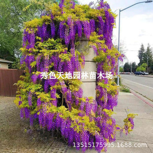 Wisteria Saplings, Climbing Vines, Multi-Flowered Wisteria Saplings, Courtyard Landscaping, Old Piles, Cold-Resistant and Frost-Resistant Florals