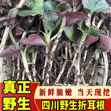 �Ĵ����e�خa�r�����r�������~�B���F�����Ұ���߲����~�Ȳ�