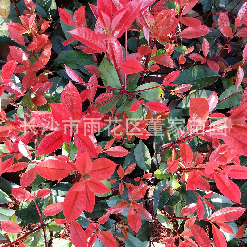 供应红叶石楠小苗 红叶石楠树苗 红叶石楠地苗 绿化用地被苗批发