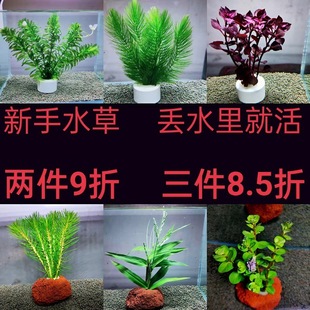 ��ˮֲ������������ԾG�յ�ˮ�B���~�r���쾰��ˮ���ײͽ��~��