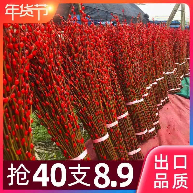 Серебряная ива настоящая ветка свежие ветви сушеные цветы