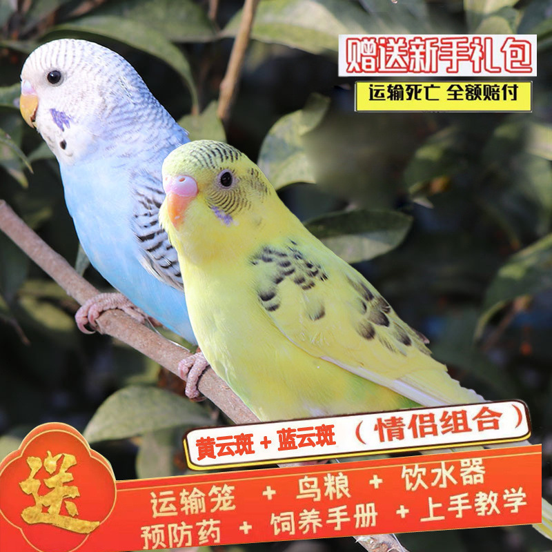 生きたオウム、生きた鳥、セキセイインコ、話す鳥、ペットの鳥、雲の斑点、小さな飼い慣らされたオカメインコ、生きた鳥|undefined