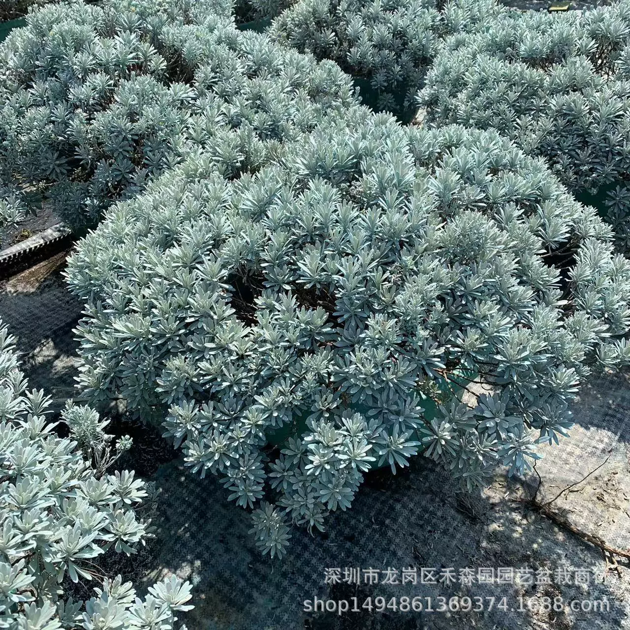 Гибискус Хризантема большие горшечные растения на открытом воздухе старый ворс снег мокса цветок саженцы нефрит Гибискус бонсай Серебряный лист Хризантема зеленая посадка Зеленые саженцы