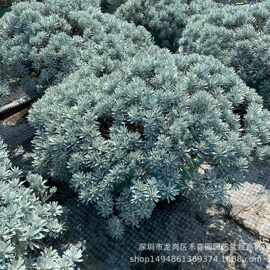 芙蓉菊大盆栽植物室外老桩雪艾花苗玉芙蓉盆景银叶菊绿植绿化苗木