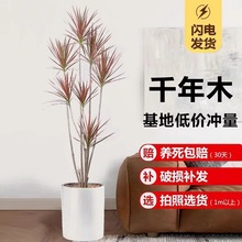 千年木绿植七彩铁客厅室内大型植物马尾铁龙血树苗办公室好养盆栽