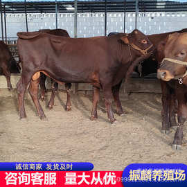 供应利木赞牛牛犊 改良肉牛犊 鲁西黄牛 西门塔尔牛图片