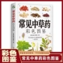 植物识别彩色百科书