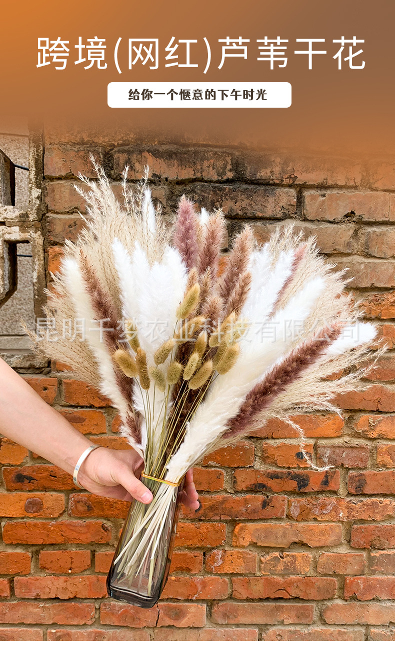 小芦苇组合详情页_01