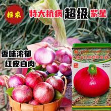 洋葱种子生吃脆甜爽口 热炒鲜香无比 特大抗病超级紫星