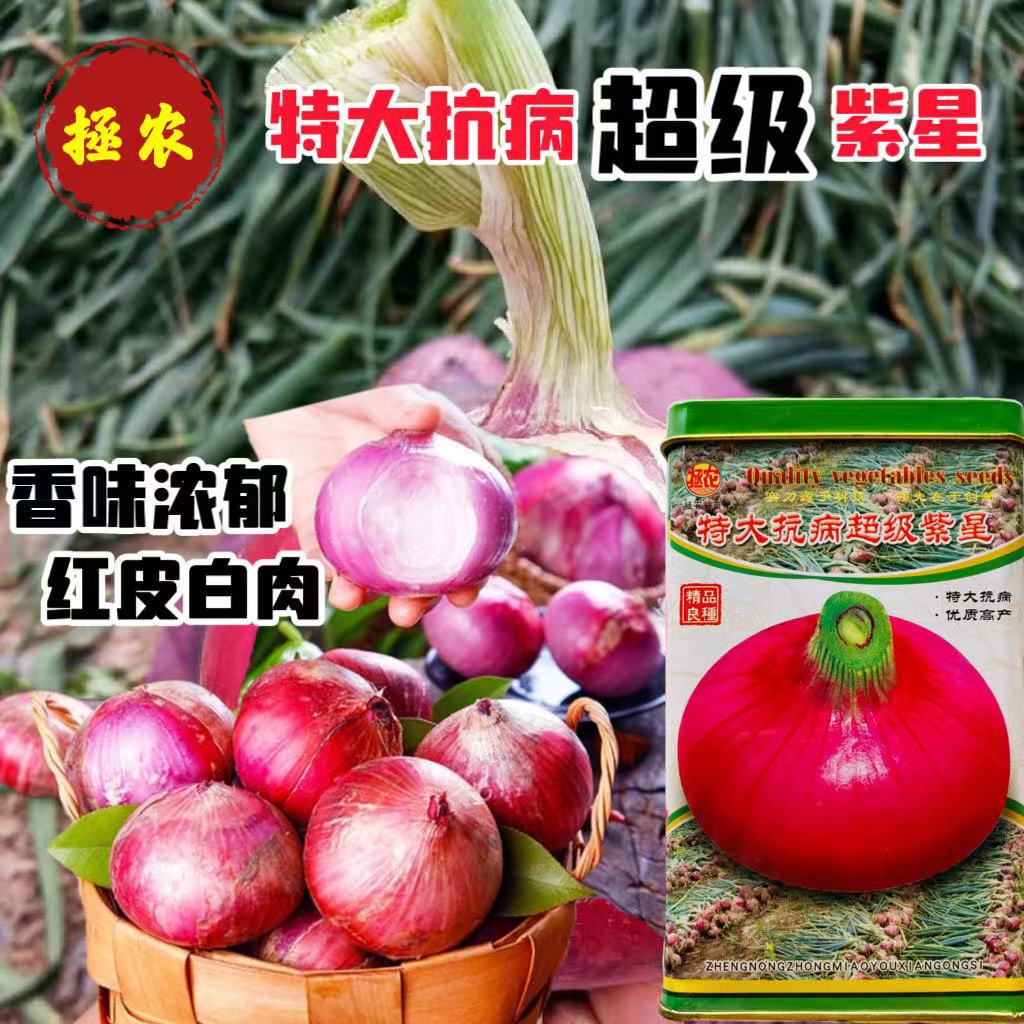 洋葱种子生吃脆甜爽口 热炒鲜香无比 特大抗病超级紫星
