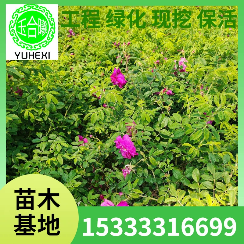 Многосезонные саженцы сливы четырехсезонной розовой изгороди, питательная чашка для саженцев, высота 10-150cm