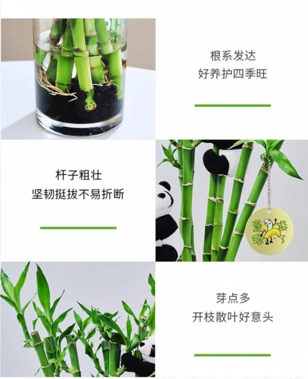 富贵竹带根开运竹水培植物花卉室内绿植盆栽客厅盆景好养活转运竹-阿里巴巴