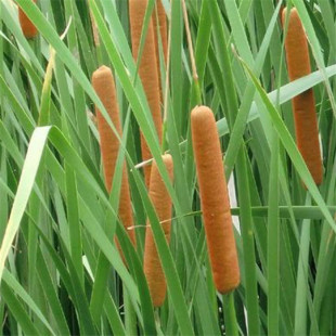 Water Candle Cattail Seedlings Perennial Aquatic Plants Pond Park Wetland Greening Water Grass Vanilla River Landscaping Green Plants