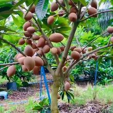 【古布阿苏果】树苗耐寒新品种南北方种植当年结果阿苏果