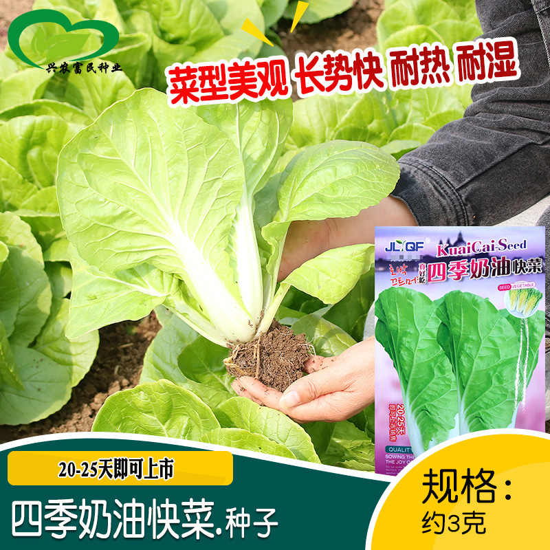 青丰四季奶油快菜种子 农田菜园种植产量高口感嫩脆微甜快菜种籽