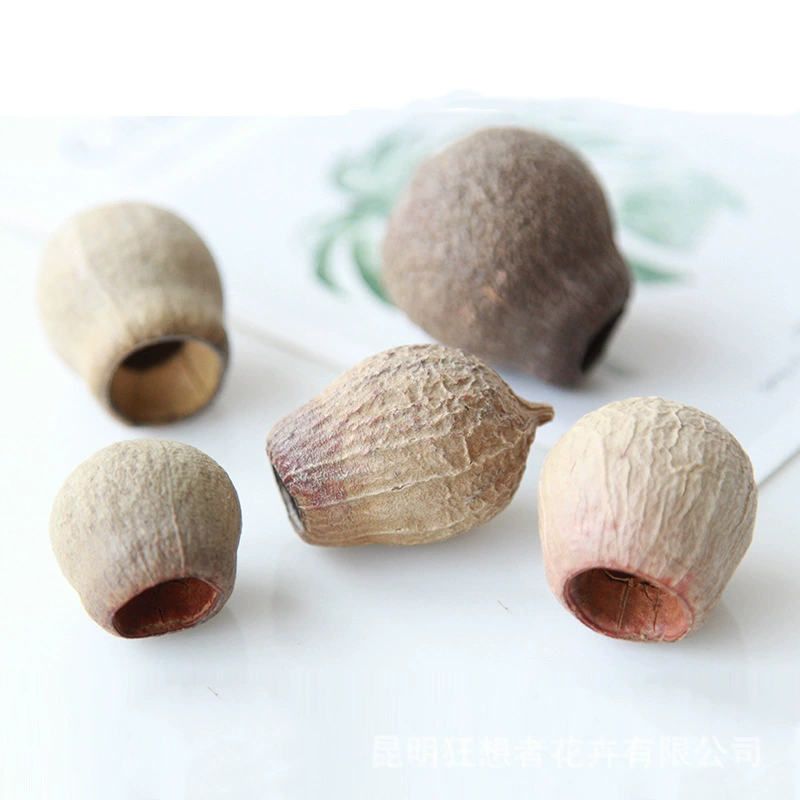 Dry Flower DIY Materials [Dry Fruit] Madman Sommelier Candle Plant Simagon Handmade Class Dry Flower Dry Branches Material