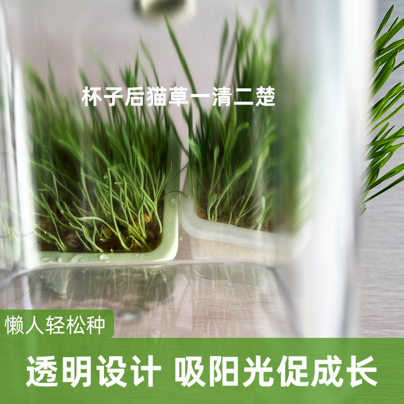 Original sin suelo hidroponía gato hierba taza gato bocadillos semillas de trigo perezosas auto-cultivo gatos pelo de eliminación de pelo bolas para ayudar a la digestión