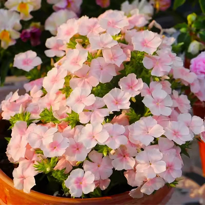 Саженцы Phlox subulata для всех сезонов, комнатные горшечные растения, легко выращиваемые семена балконных цветов.