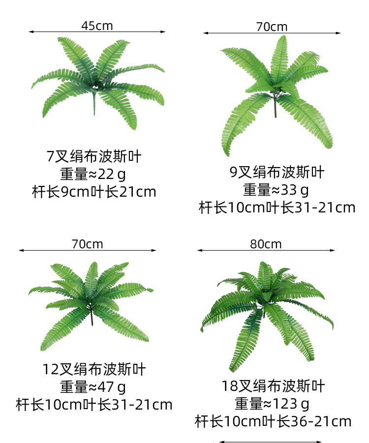 蕨类