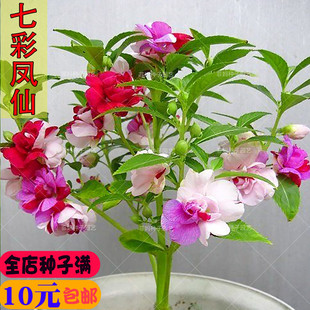 �߲ʲ軨�P�ɻ��N��ָ��Ů���҃��̨����ͥԺ�׻��ļ����ܷN����