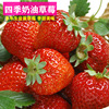 [E -commerce purchase] Cream strawberry seeds fruit seed seed seed seed seed seedlings family spring, autumn and winter potted grass