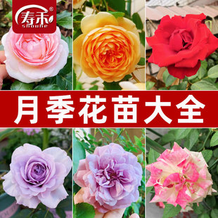 һ�����l�����ط�����ɳ��ʯ�����¼���ɫ�����ٻ�������õ�廨��