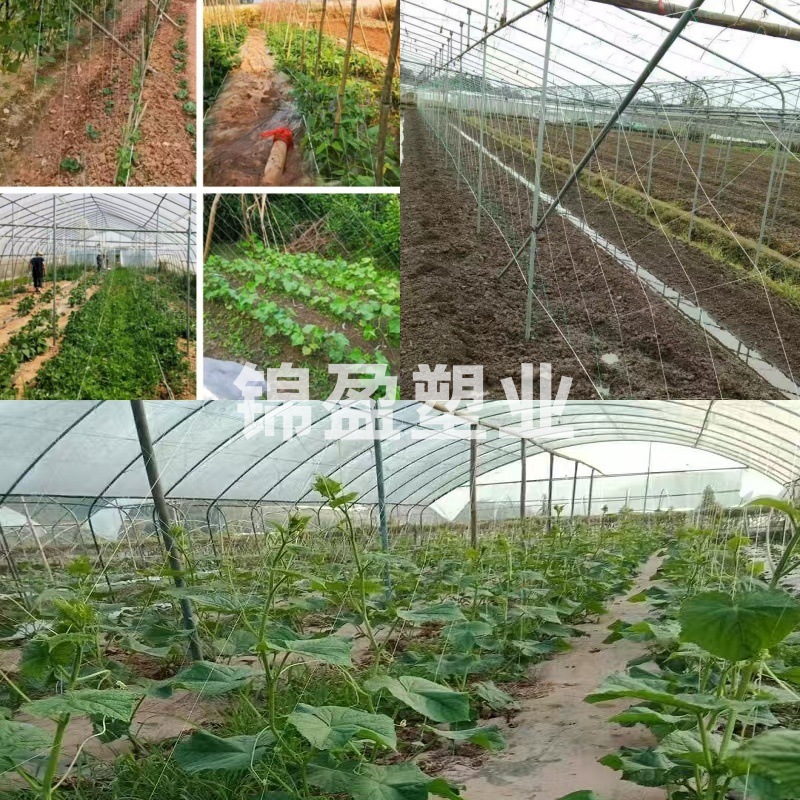 농작물, 참마, 오이, 완두콩, 여주, 캐롭 콩, 수세미, 매달린 멜론, 패션 프루트 등반 그물 및 재배용 그물.