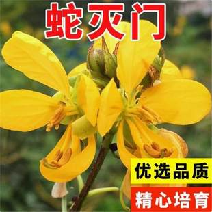 �ߜ��T�N��������Ұ�Q������߲ݷN���P�˲�����x�ߜ��T�N��