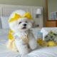Spot INS Korean summer vacation style bow elastic adjustment headdress pet accessories hat