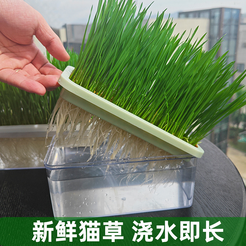 Original sin suelo hidroponía gato hierba taza gato bocadillos semillas de trigo perezosas auto-cultivo gatos pelo de eliminación de pelo bolas para ayudar a la digestión