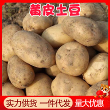 正宗黄皮土豆5斤整箱现挖现发新鲜蔬菜3批发包邮10甘肃洋芋马铃薯