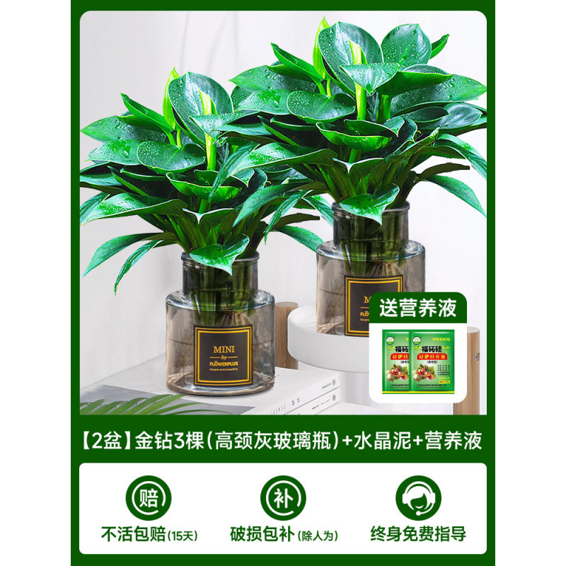 [주인 추천] [화분 2개] 골든 다이아몬드 3개(목이 높은 회색 유리병) + 크리스탈 머드 + 영양액 2개