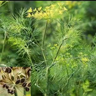 �P�}�N��ʳ��̩�����ϲ˵��������Ƶ�[�P�����{����ݲ���