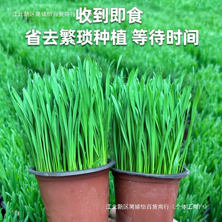 The Potted Cat Grass Has Grown Well, the Hairball-Removing Grass Has Been Planted and Sprouted, Cat Snacks with Catnip