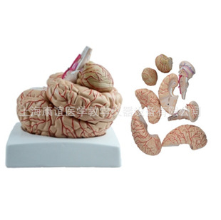 Kay-A611 Brain Model Brain Anatomy Model Human Brain Anatomy Brain Structure Model Brain Artery Model